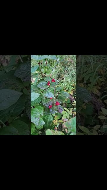 Highbush Cranberry