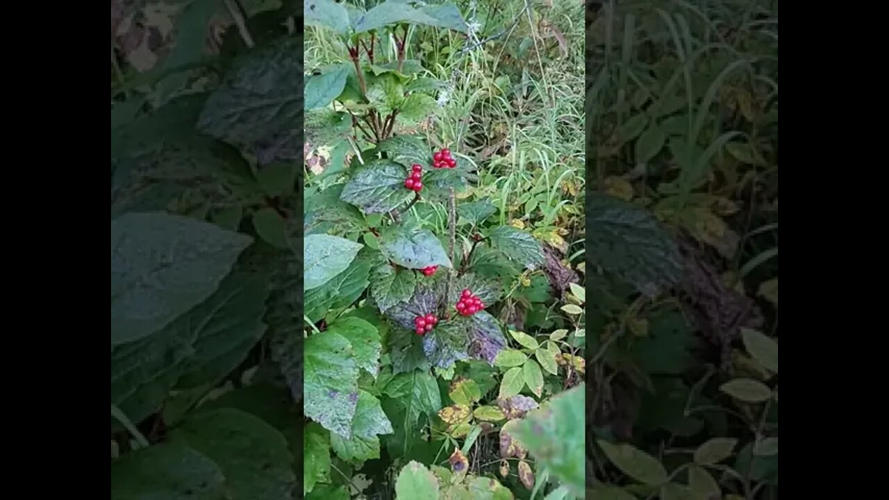 Highbush Cranberry
