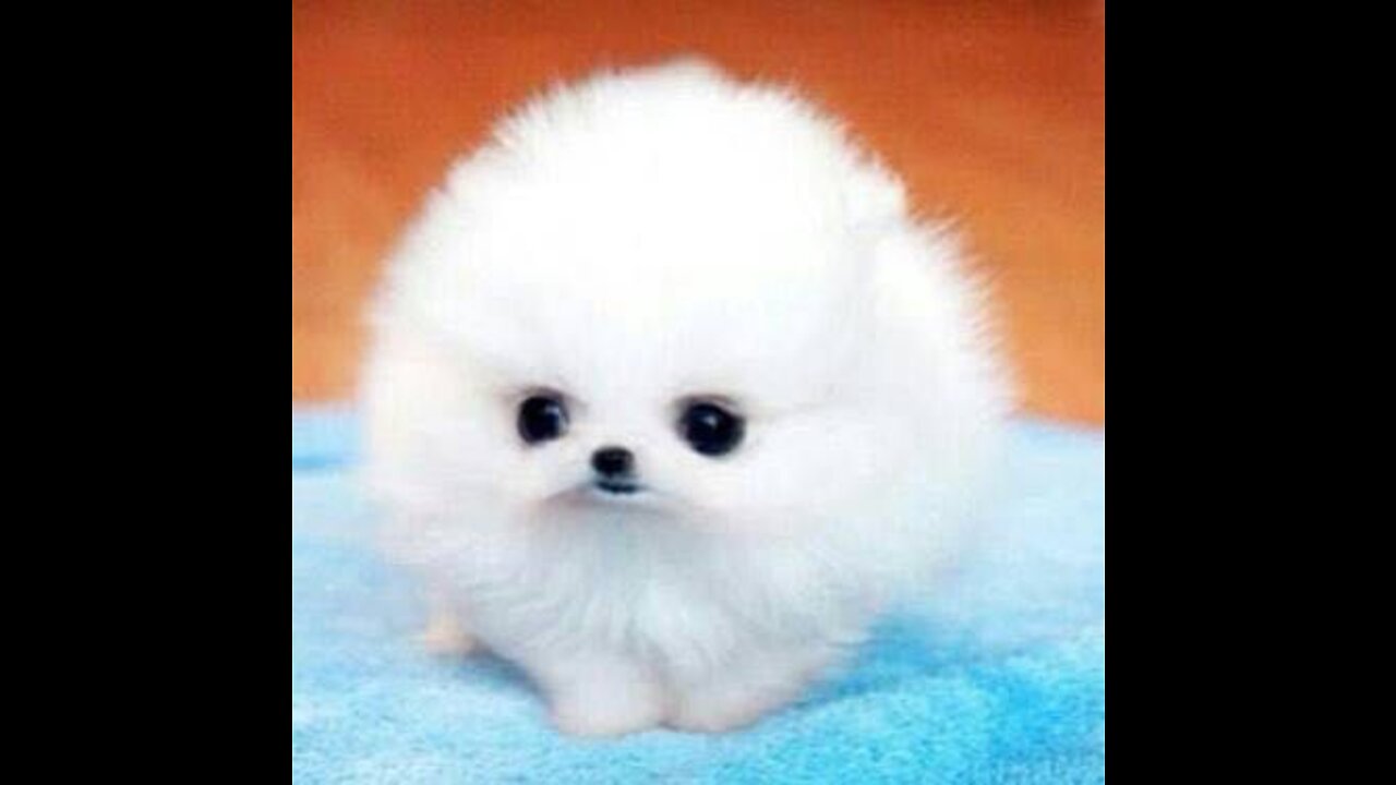 Cute dog