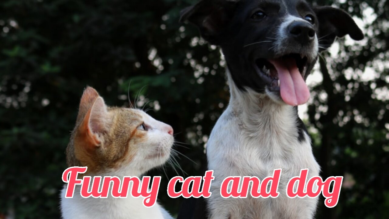 Funny cat and dog life