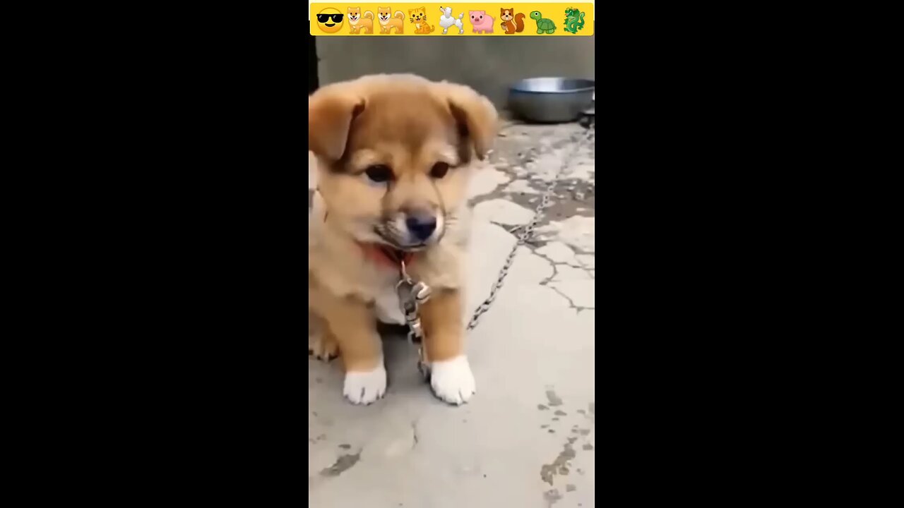 Dog Loses It After Finding Out He's At Pet Store