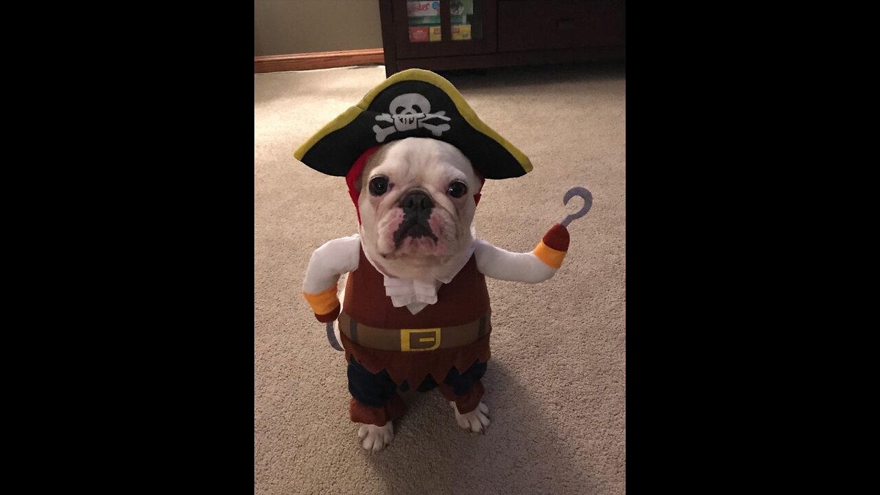 Dog funny