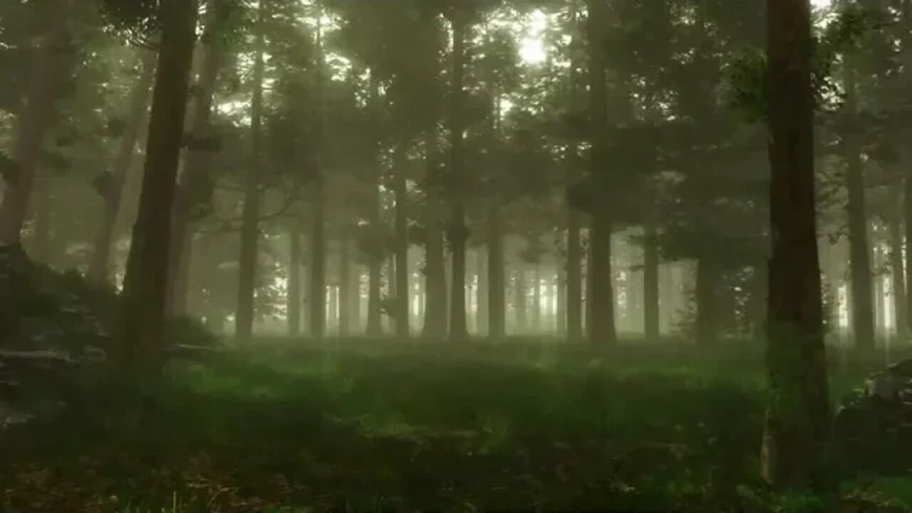 SOUNDS OF THE FOREST