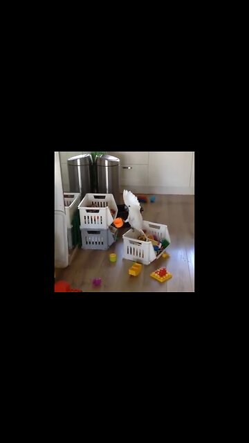 Cockatoo screaming into cup