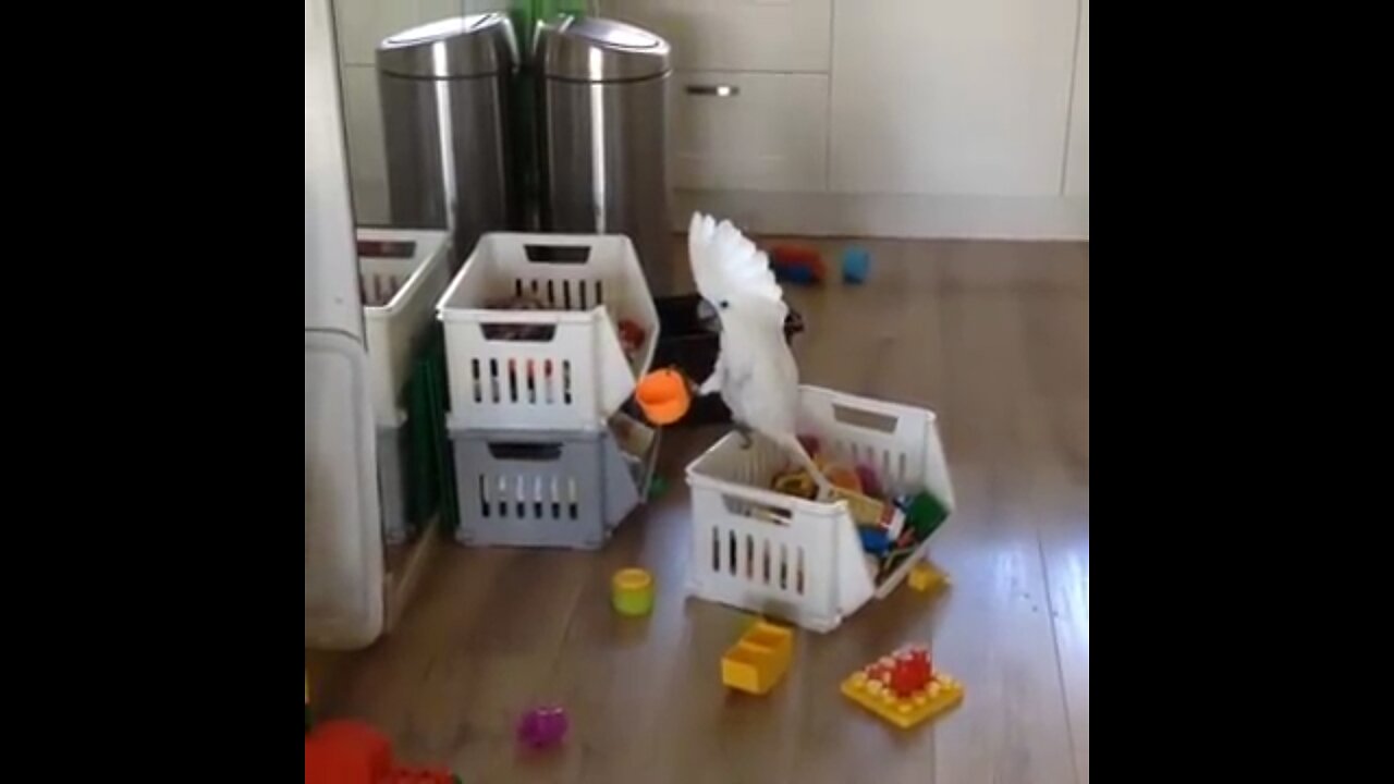 Cockatoo screaming into cup
