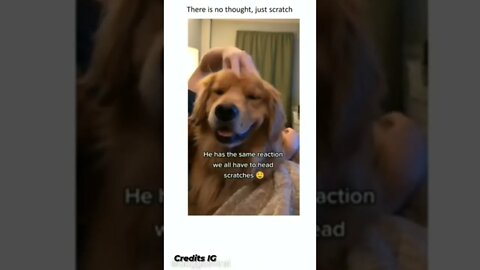 #shorts #funny #dog