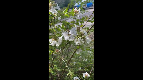 More fall pollen, mini azaleas