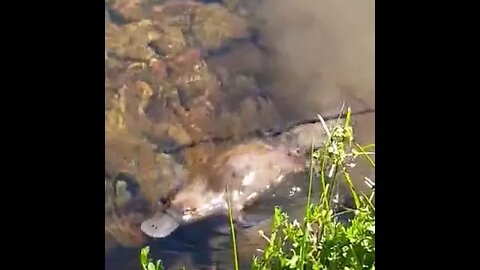 Platypus swimming in a creek