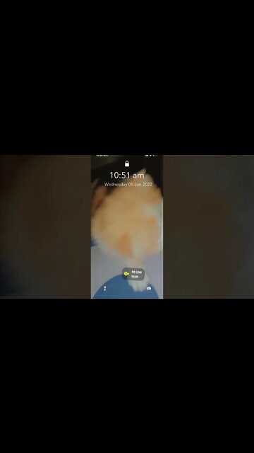 #kittens #persiancats #cats #cutecat #youtubeshorts