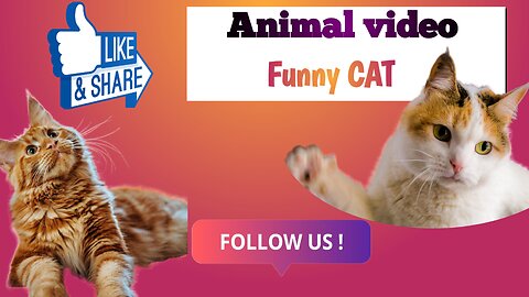 Funny cat video