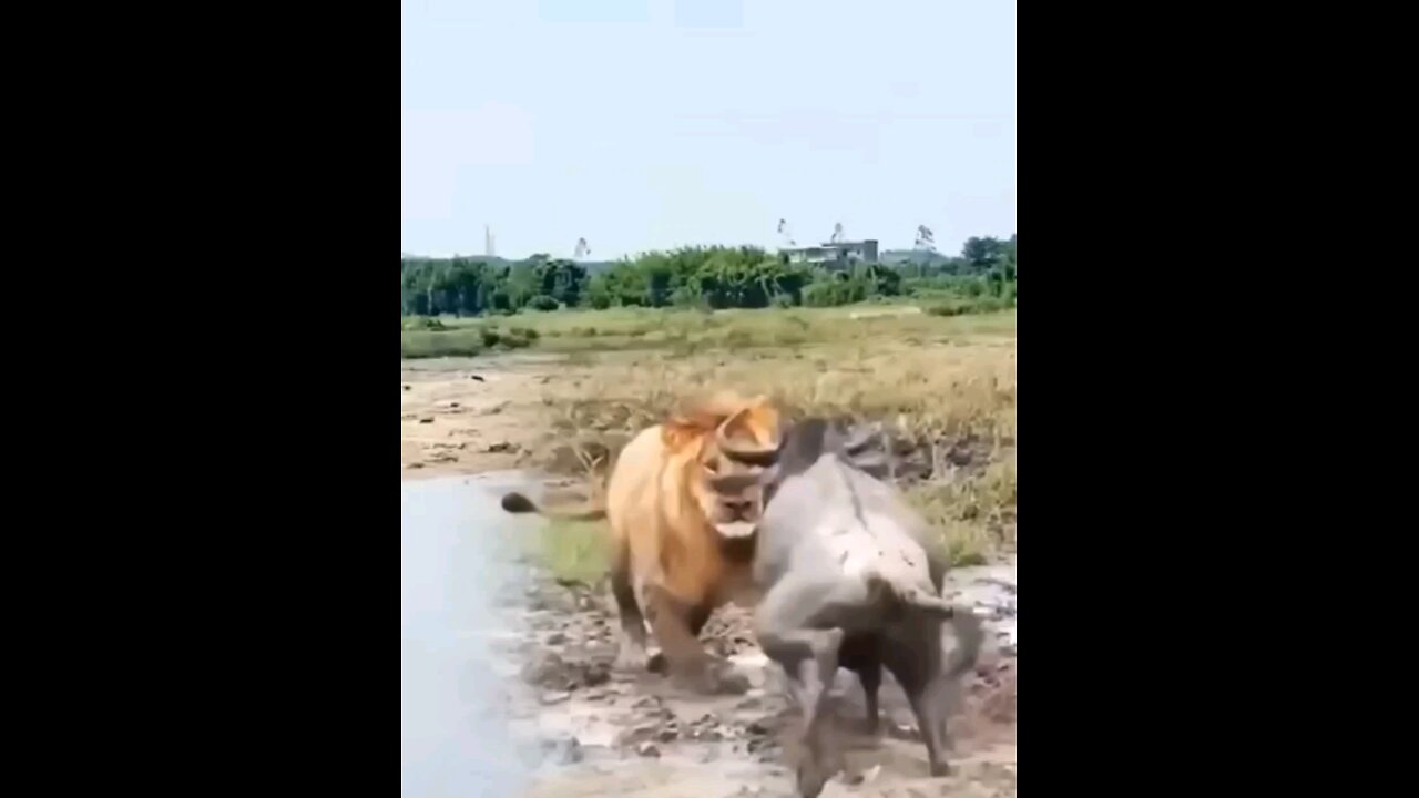 Lion Vs Wildebeest Fight