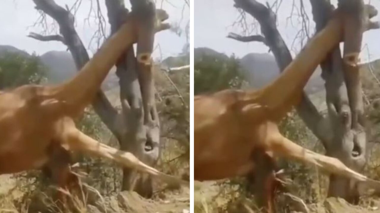 Camel Rescued After Getting Trapped Between A Tree branch!