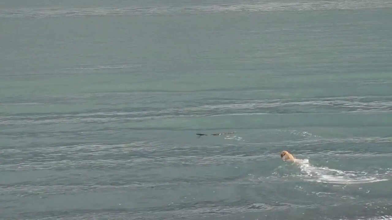 Yellow Labrador Fetching Stick in Waves