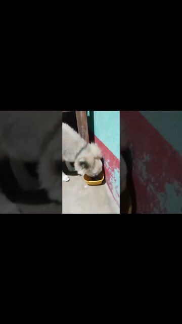 When Any Lady comes in our house #shorts #ytshorts #dogsoftiktok #huskypuppy #tmkoc #dogs