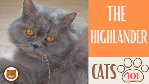 🐱 Cats 101 🐱 HIGHLANDER CAT - Top Cat Facts about the HIGHLANDER