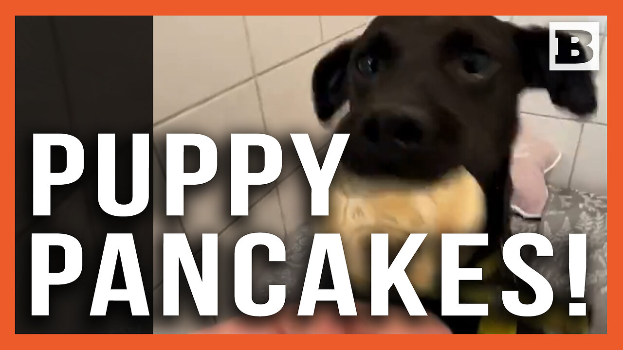 Puppy Pancakes! Dublin Rescue Dogs Gobble Pancakes Before Mardi Gras