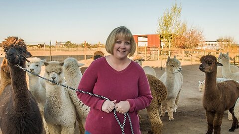A Day In The Life: Humming Desert Alpacas