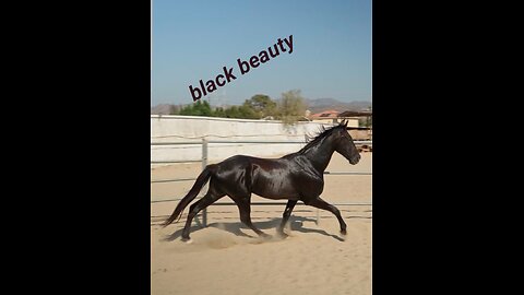 black beauty