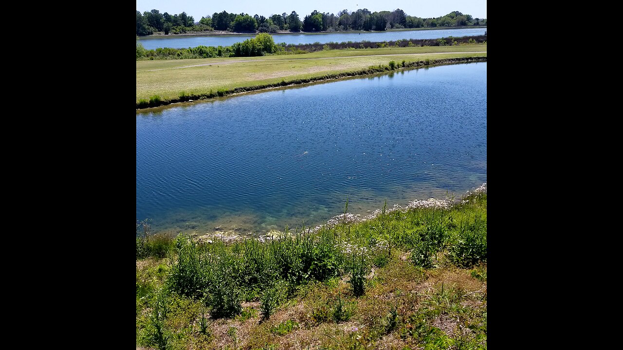 turtles and wildlife in NC