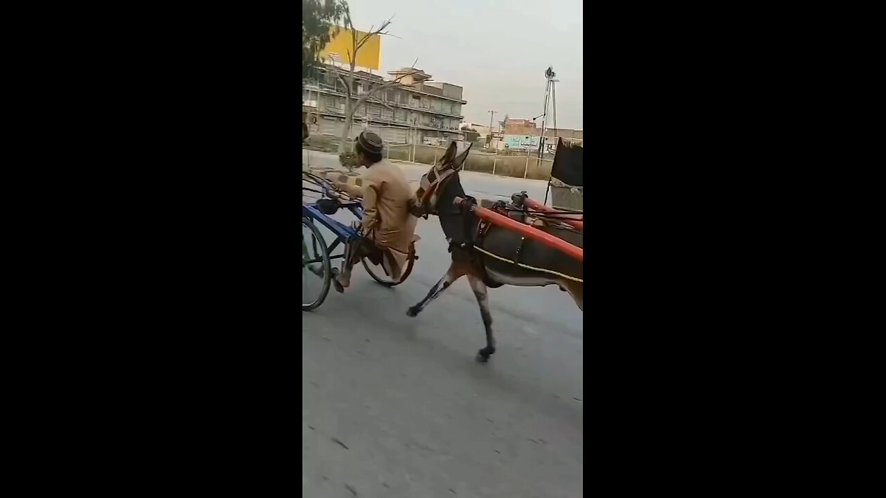 Donkey Race