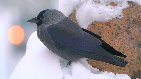 All of My Jackdaw Winter Material