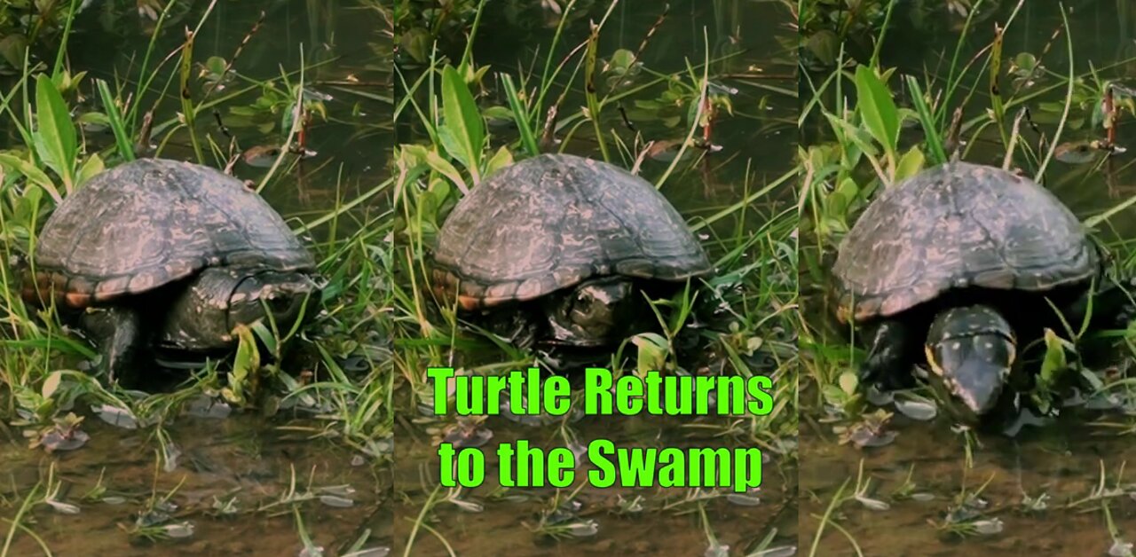 Turtle Returns to the Swamp