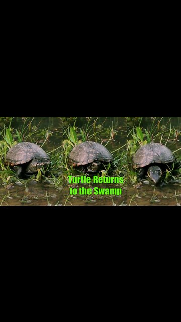Turtle Returns to the Swamp