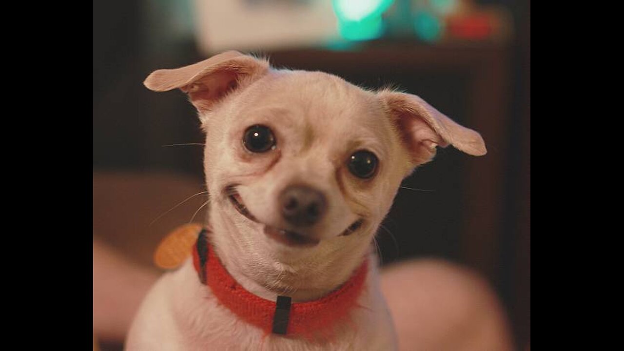 20 Minutes Of Funniest Animals 2023 😅 Best Dogs Videos 🐶