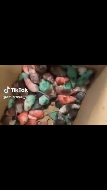 Pro-Hamas Idiots Throw Boxes Of Mice Painted The Colors Of Palestine Into McDonald's In London