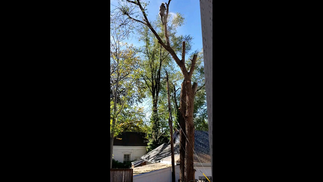 tree cutting