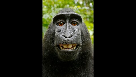 Don't fall for the monkey..