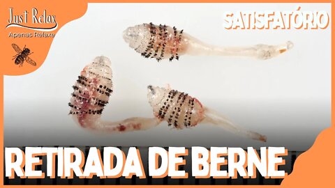 Remoção de Berne ou Larvas - Remove Larvas - Just Relax | Apenas Relaxe