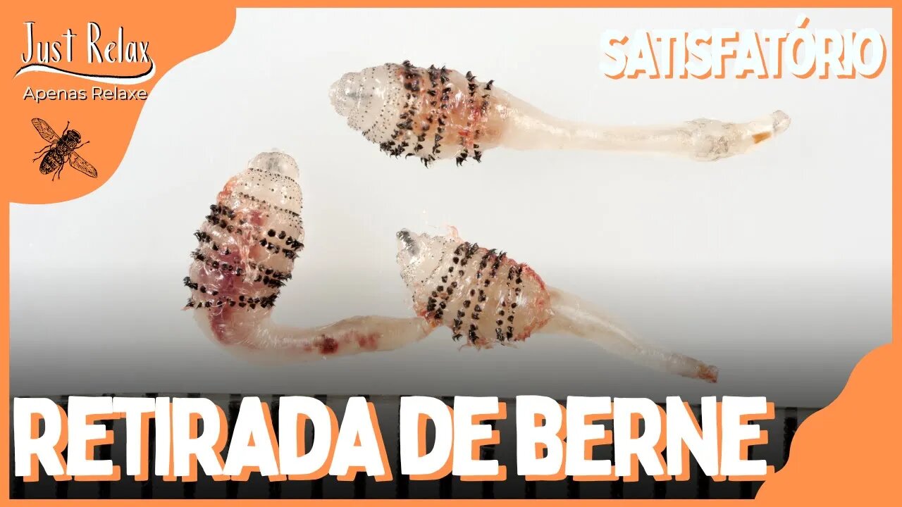 Remoção de Berne ou Larvas - Remove Larvas - Just Relax | Apenas Relaxe