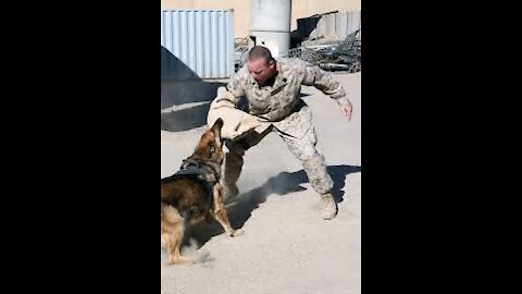 How to defend against aggressive dog attack