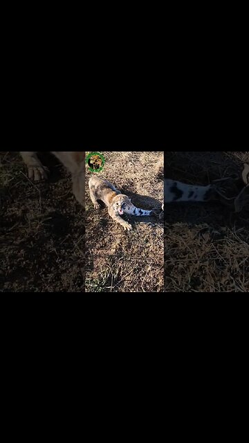 Bobcat No. 2 Was Pissed Off #outdoors #trapping #viral #fyp