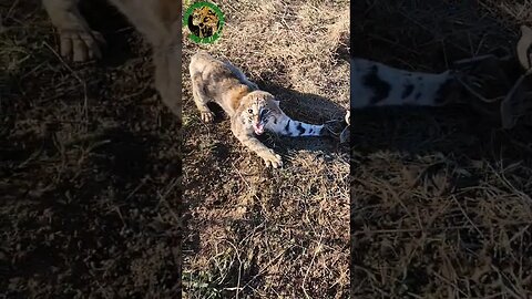 Bobcat No. 2 Was Pissed Off #outdoors #trapping #viral #fyp