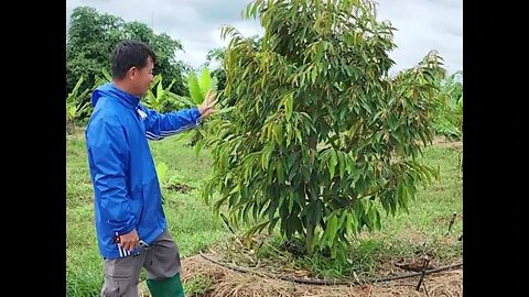 កូនទុរេន ដង្គត់ធំ - Durian