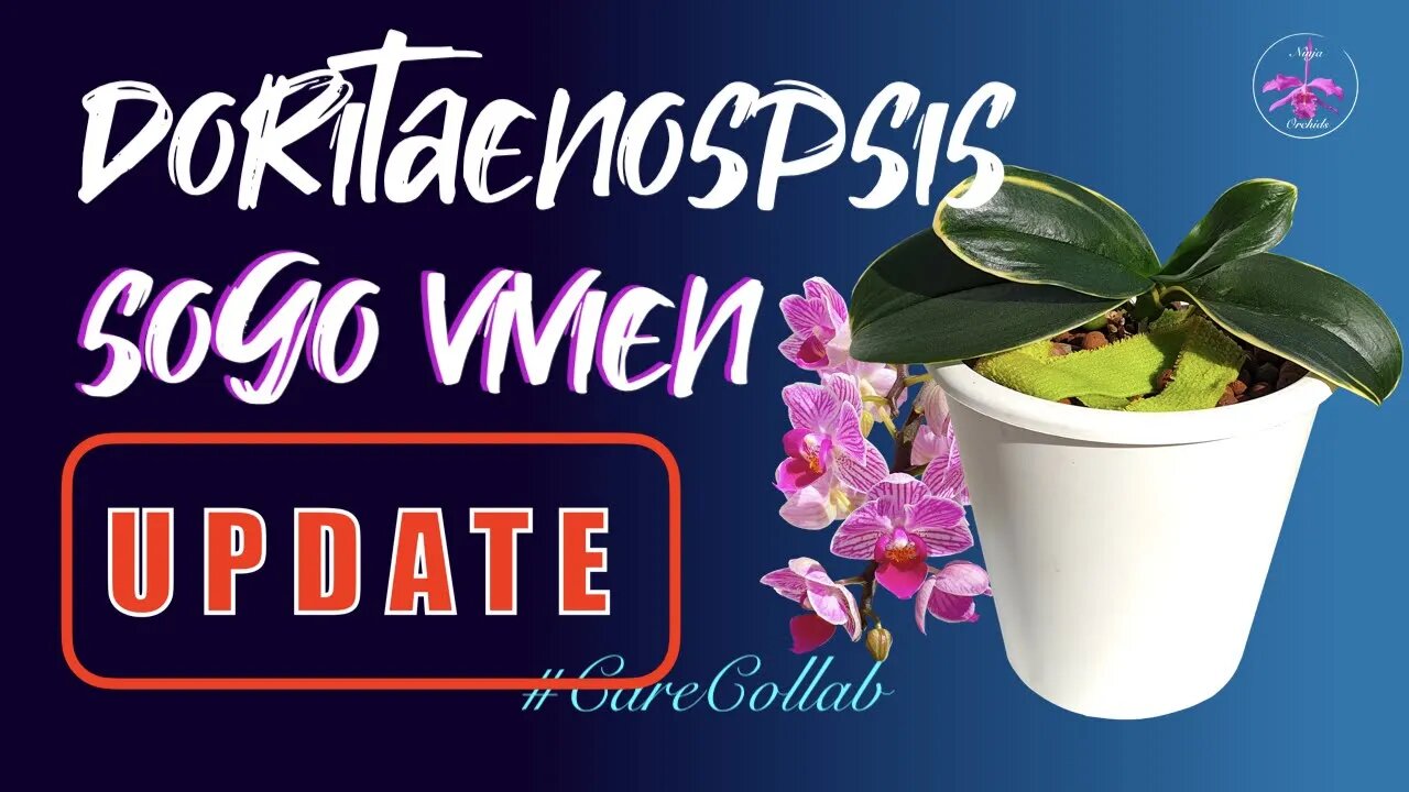 Doritaenopsis Sogo Vivien UPDATE | June '21 Scale | Recovery mode status report #CareCollab