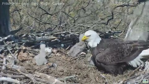 Hays Eagles H15 waddles around the nest 2021 04 04 13 12:23PM