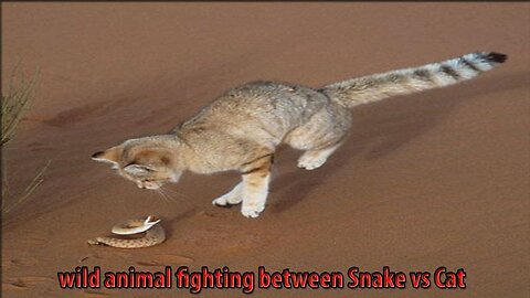 Wild Animals Fighting Planet ►Snake vs Cat in Real fighting 2016