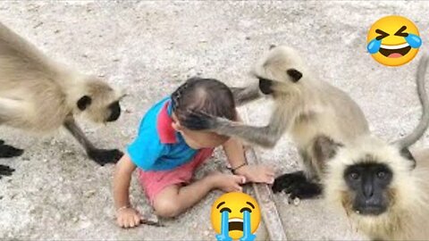 Funny monkey videos / funny animal videos