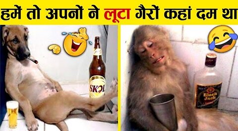 इन जानवरों से पंगा ना बाबा ना 🤣😜.... Funny Animals Video