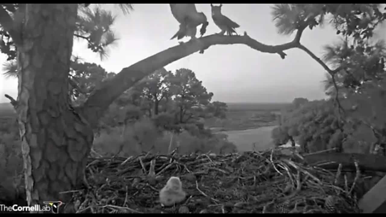 Dad Delivers a Rat Breakfast 🦉 3/7/22 06:35