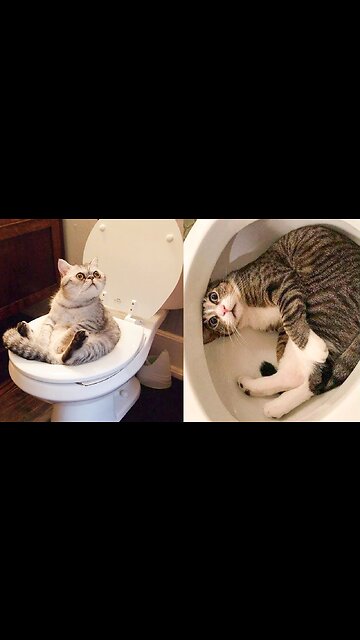 funny animals compilation 2023