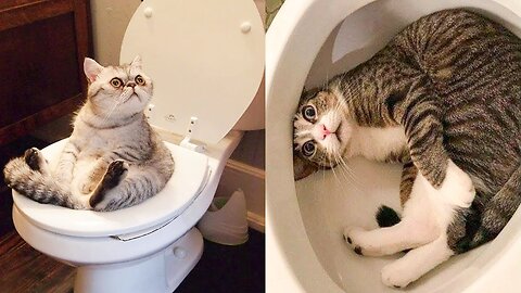 funny animals compilation 2023