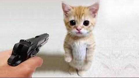 Funniest Animals 😄 New Funny Cats and Dogs Videos 😹🐶