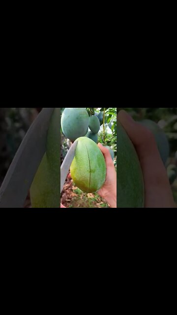 #shorts #2022 funny,prank,funjokes,dad jokes,funny memes,funny video,fun,laughing,funny animal,knock