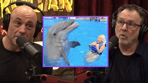 Joe Rogan & Colin Quinn: 'Are Dolphins Smarter Than Humans?'