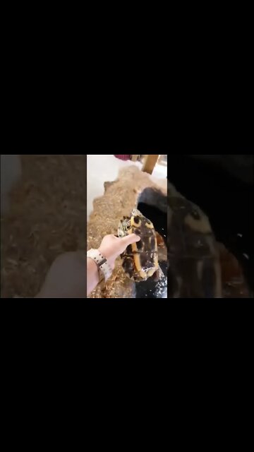 Amazing Turtle and Fish #short #petzonelovers