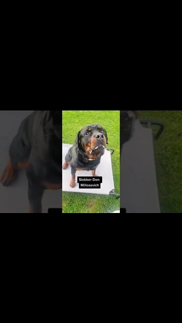 I'll show them 😔 Rottweiler is picked on! #Shorts #rottweiler #dogs